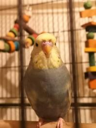 Budgie in Cage