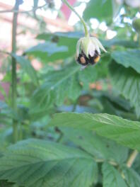 A bumble bee on a flower.