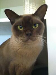 A burmese cat looking at the camera.