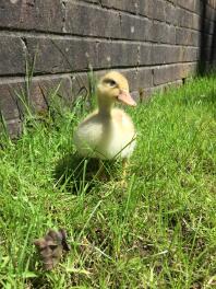 Duck in garden