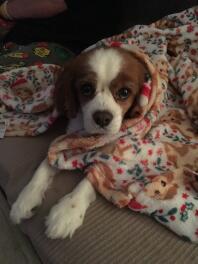 Jazz getting all cozy !!