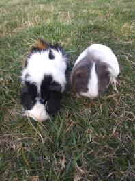 Guinea Pigs in Garden