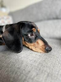 A Dachshund resting its head on the sofa.