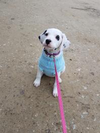 a Dalmatian puppy in a blue jumper on a pink lead