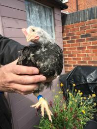 Chicken being held