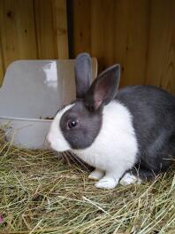 a black and white fluffy dutch bunny rabbit in a hutch with straw on the floor