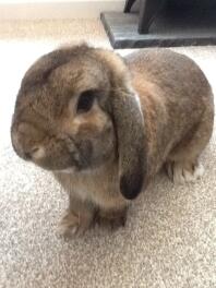 Dwarf lop