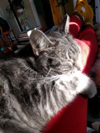 a grey cat lying in the sun on a sofa indoors