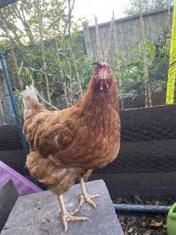 A Ex-Battery Hen outside in their enclosure.