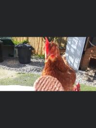 A chicken enjoing a chocolate biscuit.