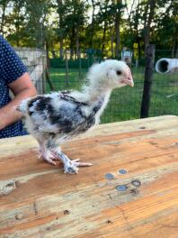 A young Faverolle rooster.