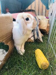 white and brown french lop bunny rabbit eating corn