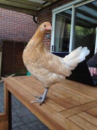 A posing friesian chicken!