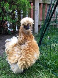 Dolly the frizzle