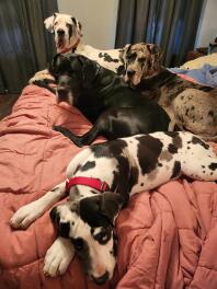 A group of Great Dane puppies lying on a bed.