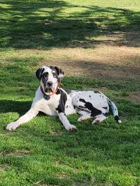 A black and white Great Dane puppy lying in a garden.