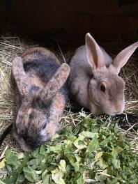 Two Harlequin rabbits grazing in a garden.