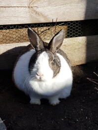 a chubby black and white bunny rabbit sat in the sun