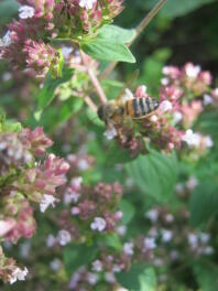 A honey bee on a flower.