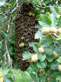 A large swarm of bee hanging from a tree.