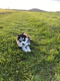 husky set on grass chewing on a stick on a sunny day