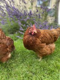 A Hybrid chicken in their walk in run enclosure.