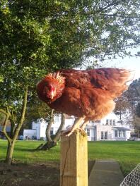 a chicken standing on a post in a garden outside a large house