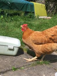 A chicken drinking from water.