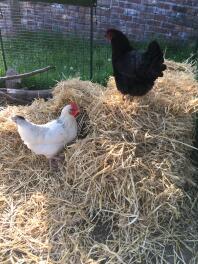 Chicken enjoying playing in the hay.