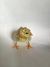 Chick