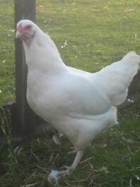 A white ixworth chicken