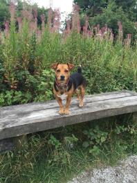 a small black and brown dog stood on a wooden bridge