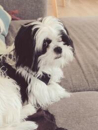 a black and white dog sat on a sofa