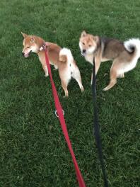 Japanese Shiba Inu Dogs being walked