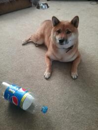 Shiba inu