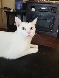 A white cat laying on the sofa