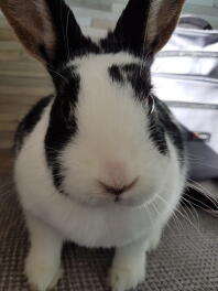 a black and white spotty bunny rabbit sat on a sofa