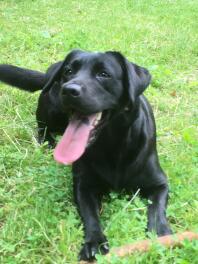 a black Labrador dog sat on grass looking happy with its tounge out