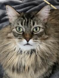 A close up of a maine coon cat