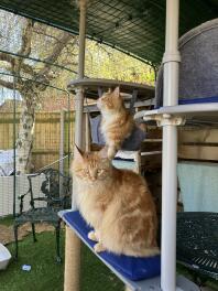 Two cats sat on the freestyle cat tree.