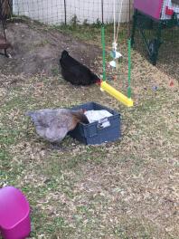 Chickens in garden with Omlet Chicken Swing