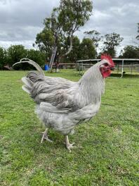 My maran chicken called Barry