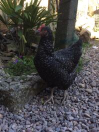 a black marans chicken stood on pebbles in a shaded garden