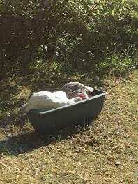 Chickens sharing a bath