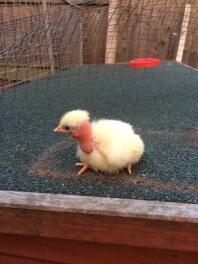 a one day old yellow chick stood on the roof of a  chicken coop