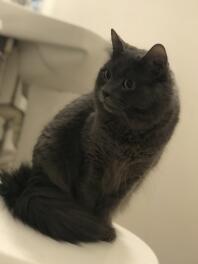 Cat in bathroom