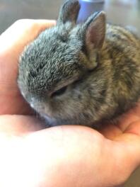 Small Netherland dwarf baby :)