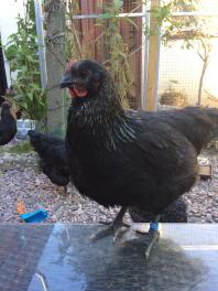 a dark norfolk grey chicken stood on a table