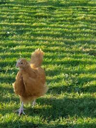 A young buff orpington chicken hanging out.