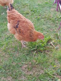 A buff orpington free ranging around the garden.